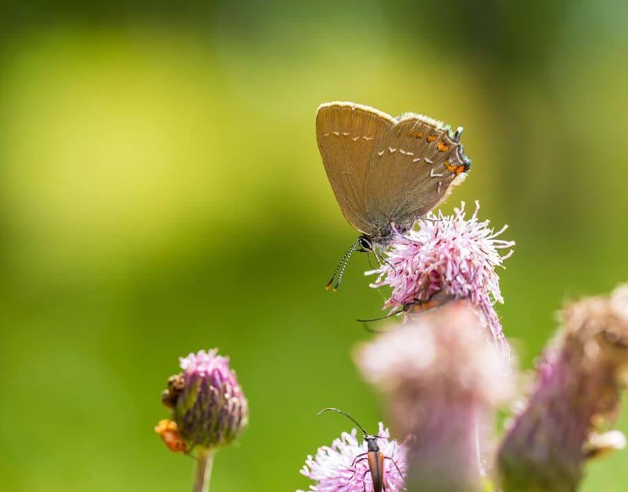 Butterfly | Lawn Maintenance in Tucker and Decatur